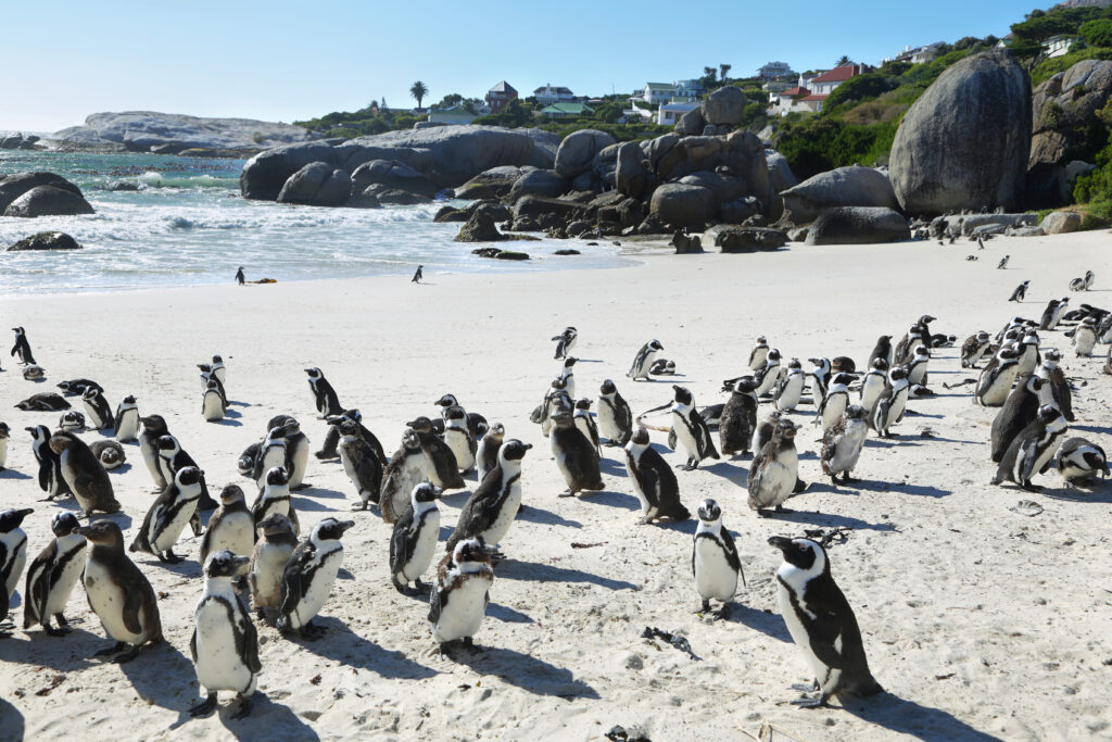 Colônia de pinguins-africanos na areia branca da Boulders Beach, entre pedras de granito e o mar, perto da Cidade do Cabo.