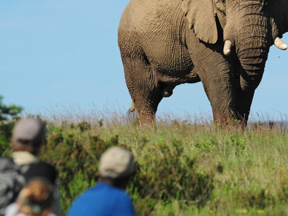 Grupo de viajantes com ranger observando de perto um elefante-africano durante um safári a pé no Shamwari.