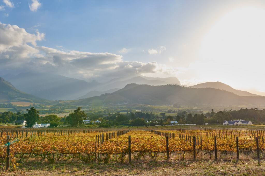 Vinhedos de folhas douradas no outono em Stellenbosch, com casas brancas em estilo Cape Dutch e montanhas ao fundo.