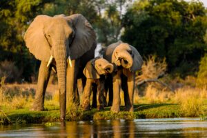 Elefante adulto e dois filhotes bebendo água na margem de um rio, na luz dourada do fim de tarde em um safári na África do Sul.