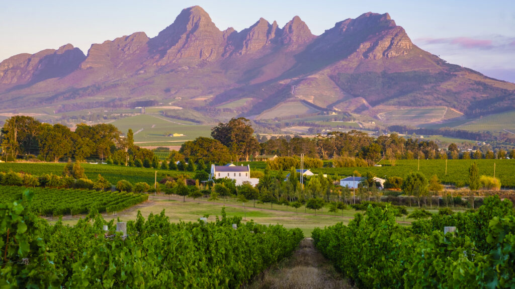 Vinhedos verdes de uma vinícola em Stellenbosch no verão, com casarão branco e montanhas iluminadas pelo fim de tarde ao fundo.