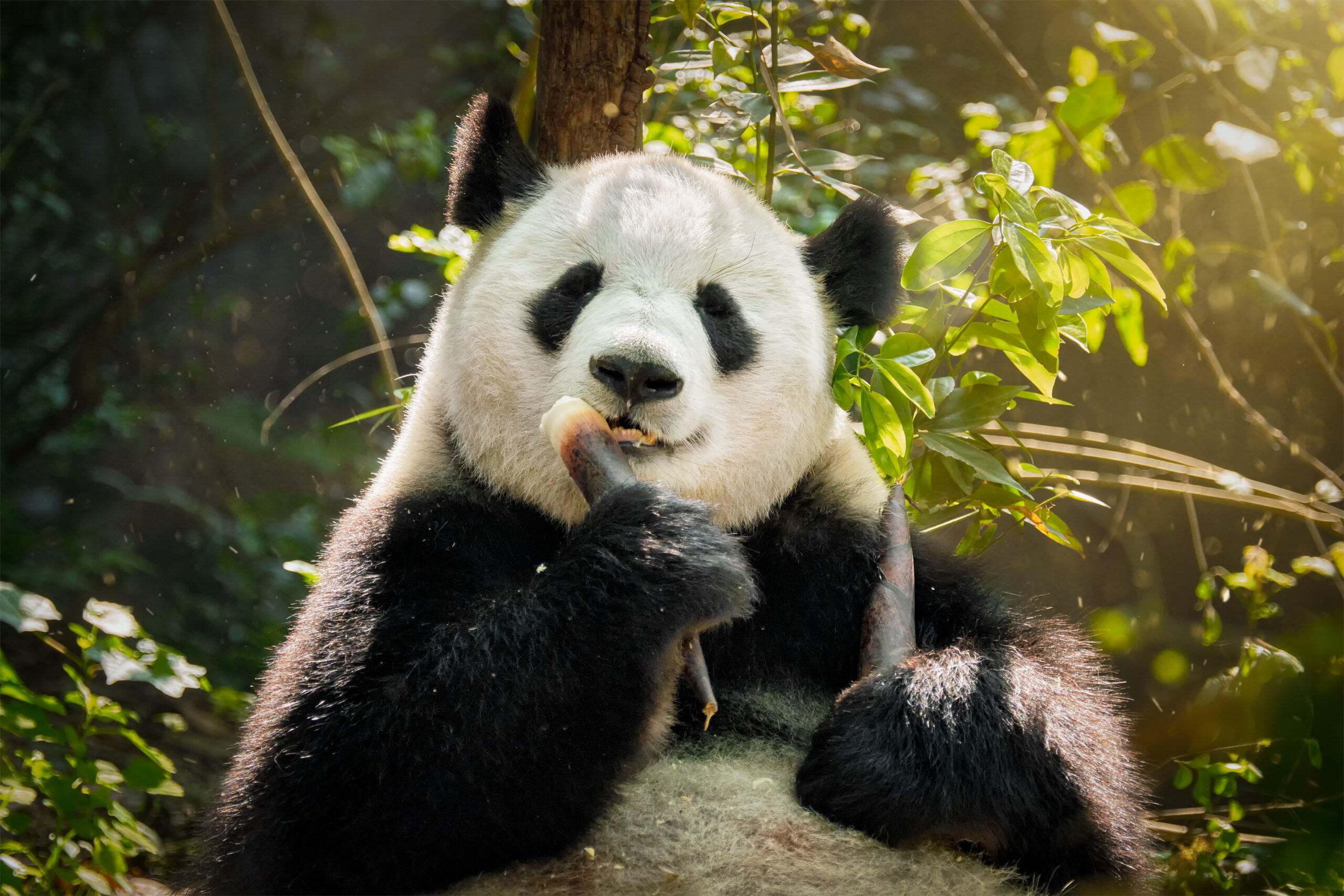 Panda-gigante sentado entre folhagens, comendo um broto de bambu sob a luz do sol.