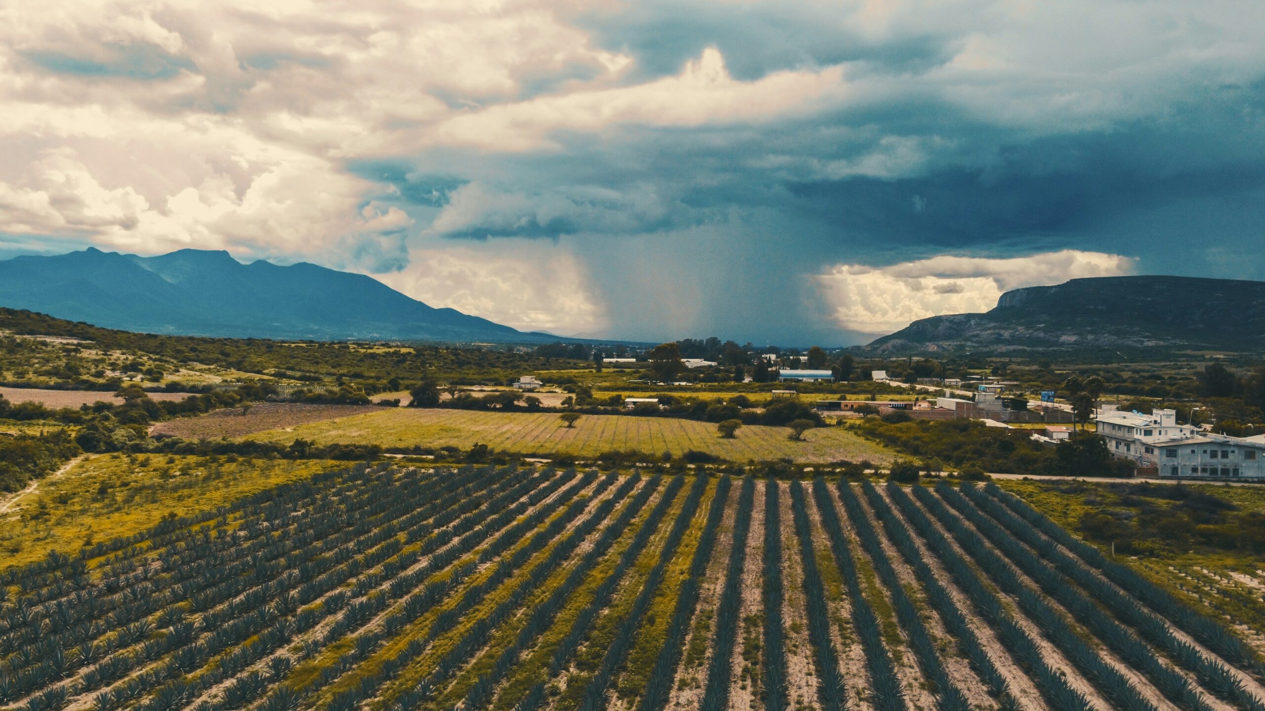 Vista aérea de plantação de agave em fileiras na região de Oaxaca, usada na produção de mezcal, com montanhas e nuvens de chuva ao fundo