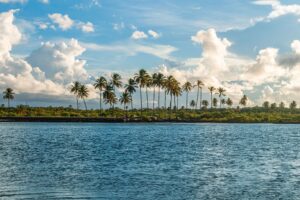 Fileira de coqueiros à beira-mar com águas azul-turquesa no litoral de Alagoas, Nordeste