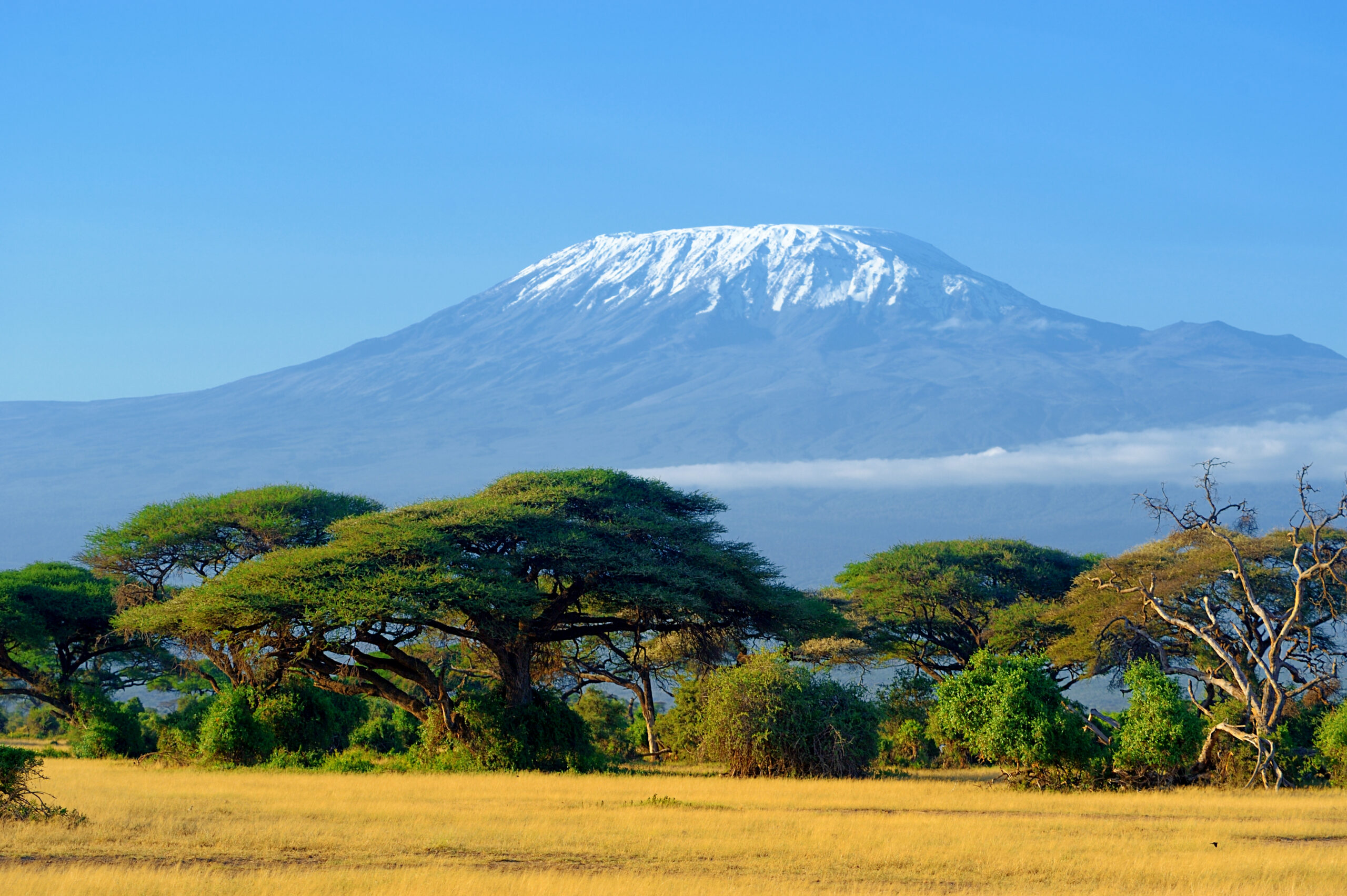 Cume nevado do Kilimanjaro visto acima das acácias da savana africana, na Tanzânia